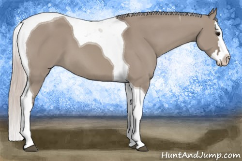 Horse Color: Silver Grullo Sabino Splash Tobiano 