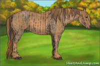 Horse Color:White Spotted Blue Roan Rabicano  Brindle