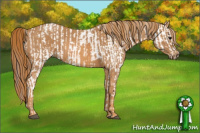 Horse Color:Bay Splash Tobiano Near Leopard  Brindle