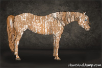 Horse Color:Bay Splash Tobiano Blanket  Brindle