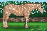 Horse Color:Bay Splash Tobiano Near Leopard  Brindle