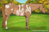 Horse Color:Bay Splash Tobiano Blanket  Brindle