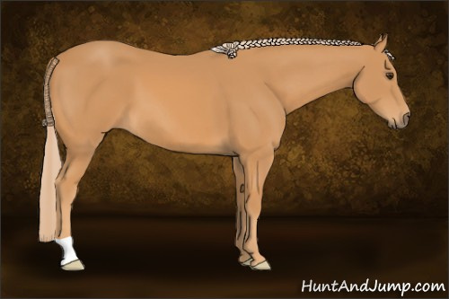 Horse Color: Chestnut 