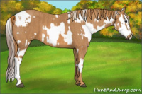 Horse Color:Brown Splash Tobiano Near Leopard  Brindle