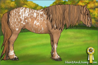 Horse Color:Bay Splash Tobiano Appaloosa  Brindle