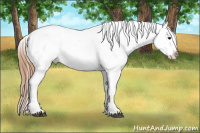 Horse Color:Brown Dun Appaloosa 