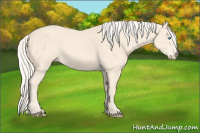 Horse Color:Cremello 