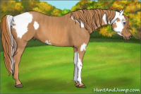 Horse Color:Brown Splash Tobiano Appaloosa Brindle