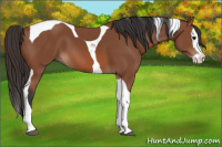 Horse Color:Bay Splash Tobiano 