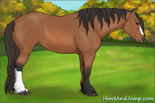 Horse Color: Bay 