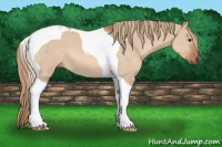Horse Color:Red Dun Tobiano 