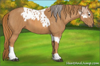 Horse Color:Bay Roan Splash Tobiano Appaloosa  Brindle
