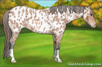 Horse Color:Bay Roan Near Leopard 