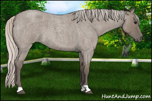 Horse Color: Silver Grullo Roan 