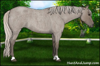 Horse Color:Silver Grullo Roan 