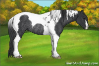 Horse Color:Black Tobiano Rabicano