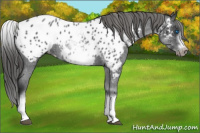 Horse Color:White Spotted Blue Roan Splash Frame Appaloosa