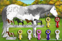 Horse Color:White Spotted Blue Roan Splash Appaloosa