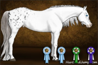 Horse Color:White Spotted Blue Roan Splash Frame Appaloosa 