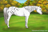 Horse Color:White Spotted Blue Roan Splash Frame Appaloosa 