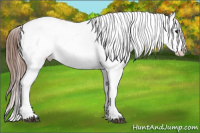 Horse Color:White Spotted Blue Roan Splash Frame Appaloosa 