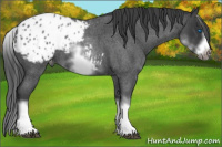 Horse Color:White Spotted Blue Roan Splash Frame Appaloosa 