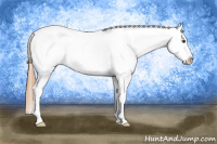 Horse Color:Red Roan Appaloosa Rabicano 