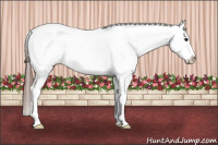 Horse Color:Bay Roan Appaloosa 