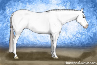 Horse Color:Brown Appaloosa Rabicano 