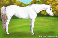 Horse Color:White Spotted Blue Roan Splash Frame Appaloosa 