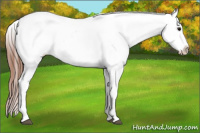 Horse Color:White Spotted Blue Roan Splash Frame Appaloosa 