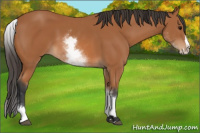 Horse Color:White Spotted Bay Splash 