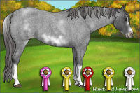 Horse Color:White Spotted Blue Roan Splash Frame Appaloosa 