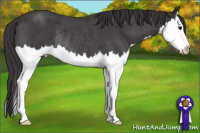 Horse Color:Smoky Blue Roan Splash Rabicano 