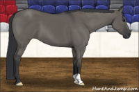 Horse Color:Grullo 