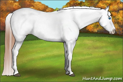 Horse Color: White Spotted Blue Roan Splash Frame Blanket 