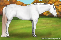 Horse Color:White Spotted Blue Roan Splash Frame Appaloosa 