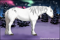 Horse Color:White Spotted Blue Roan Splash Frame Appaloosa 