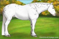 Horse Color:White Spotted Blue Roan Splash Frame Near Leopard 
