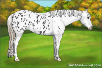 Horse Color:Buckskin Appaloosa 