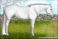 Horse Color:Brown Appaloosa 