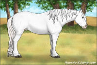 Horse Color:Silver Brown Appaloosa