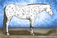 Horse Color:Brown Appaloosa 