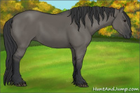 Horse Color:Grullo 