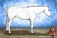 Horse Color:Brown Appaloosa 