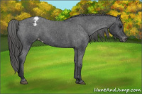Horse Color:Brown Appaloosa 