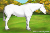 Horse Color:Brown Appaloosa 