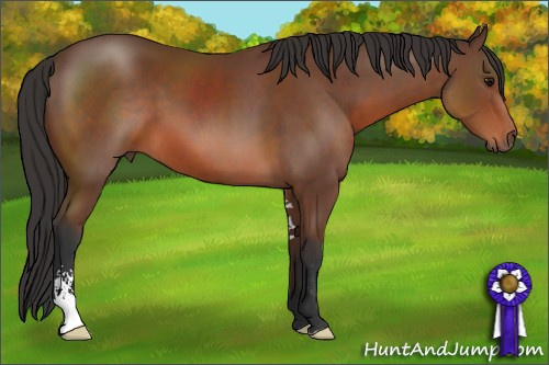 Horse Color: Bay Sabino 