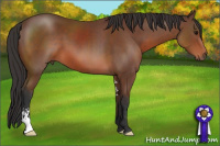 Horse Color:Bay Sabino 
