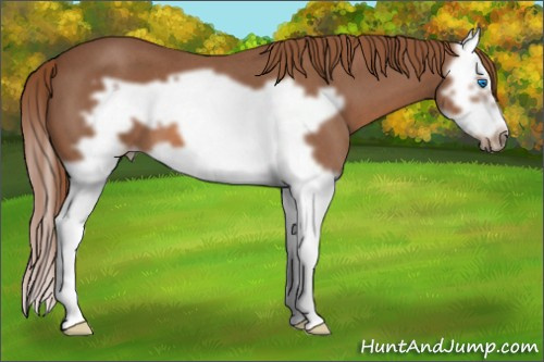 Horse Color: Red Roan Splash Frame 